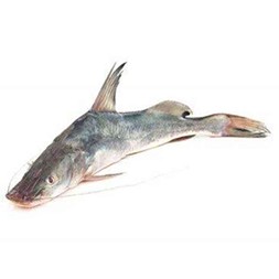 Aire Fish Per KG 1300 Taka(1.7 - 3.2 KG per piece)