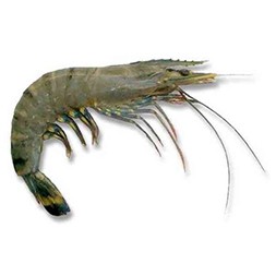 Bagda Chingri (45-55 Pieces)