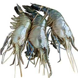 Golda Chingri ( 40-55 pcs )