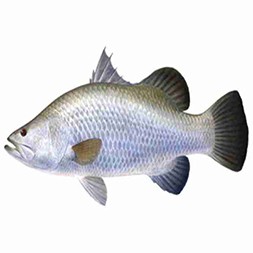 Koral Fish (2 - 5 KG per piece)