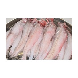 Loitta Fresh Fish