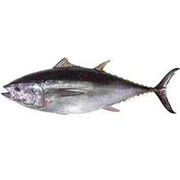 Tuna Fish 1 KG  (1.5KG -2.5 KG Per Pieces)
